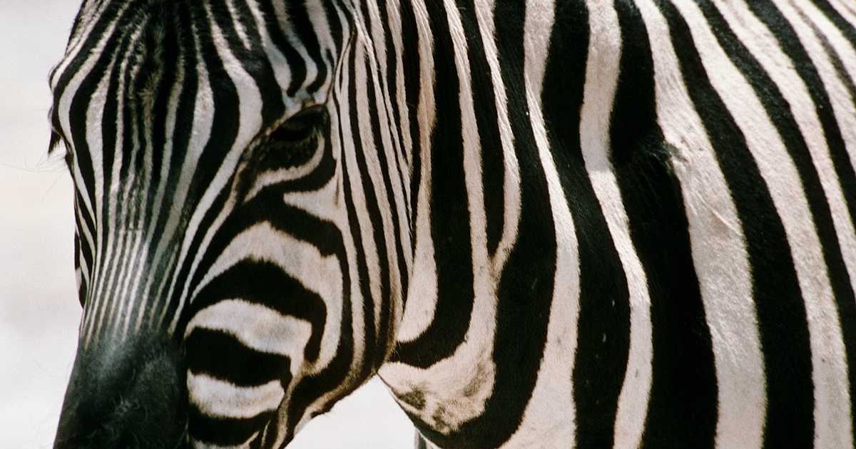 On Wings of Eagles To Save the Zebra.