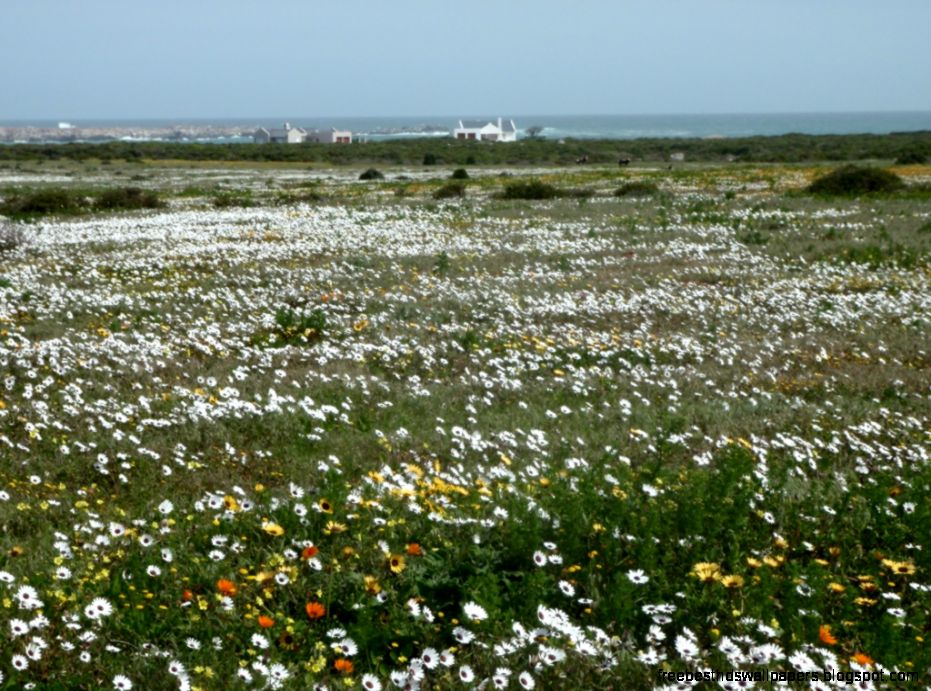 West Coast Flowers in Pictures Georneys AGU Blogosphere West Coast Flowers in Pictures Georneys AGU Blogosphere