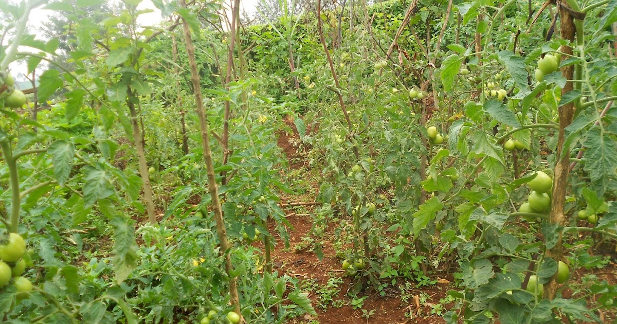 How to Grow Tomatoes in Kenya AgroEnvironment Initiative