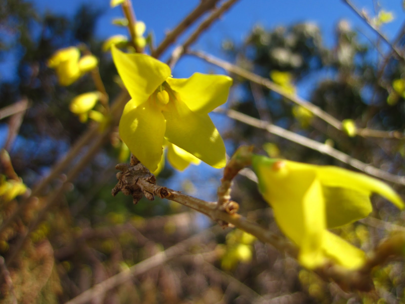 Life Between The Flowers Forsythia Yellow Spring Flowering Shrub