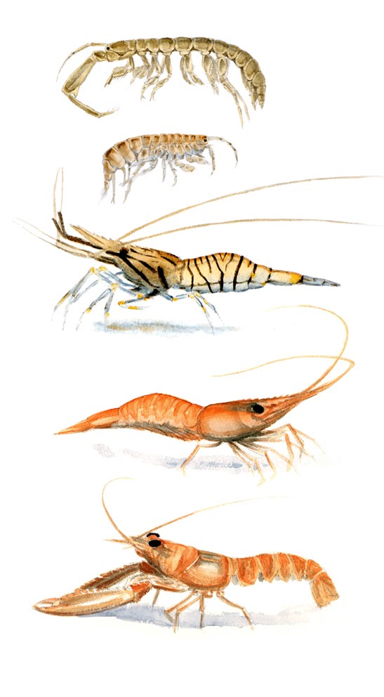 Images Of Crustaceans