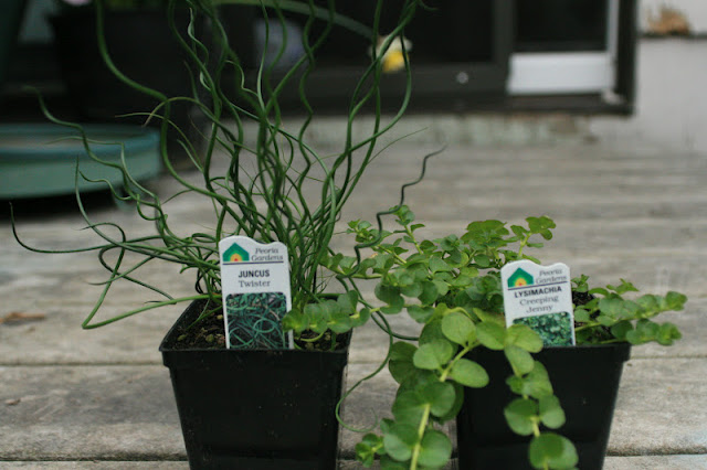 Roosevelt Kid: D.I.Y. Container Fish Pond