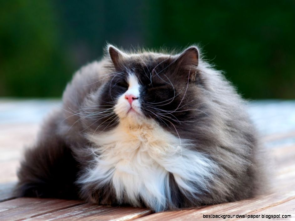 1024x768 Cat enjoy sun Wallpaper 1024x768 Cat enjoy sun Wallpaper