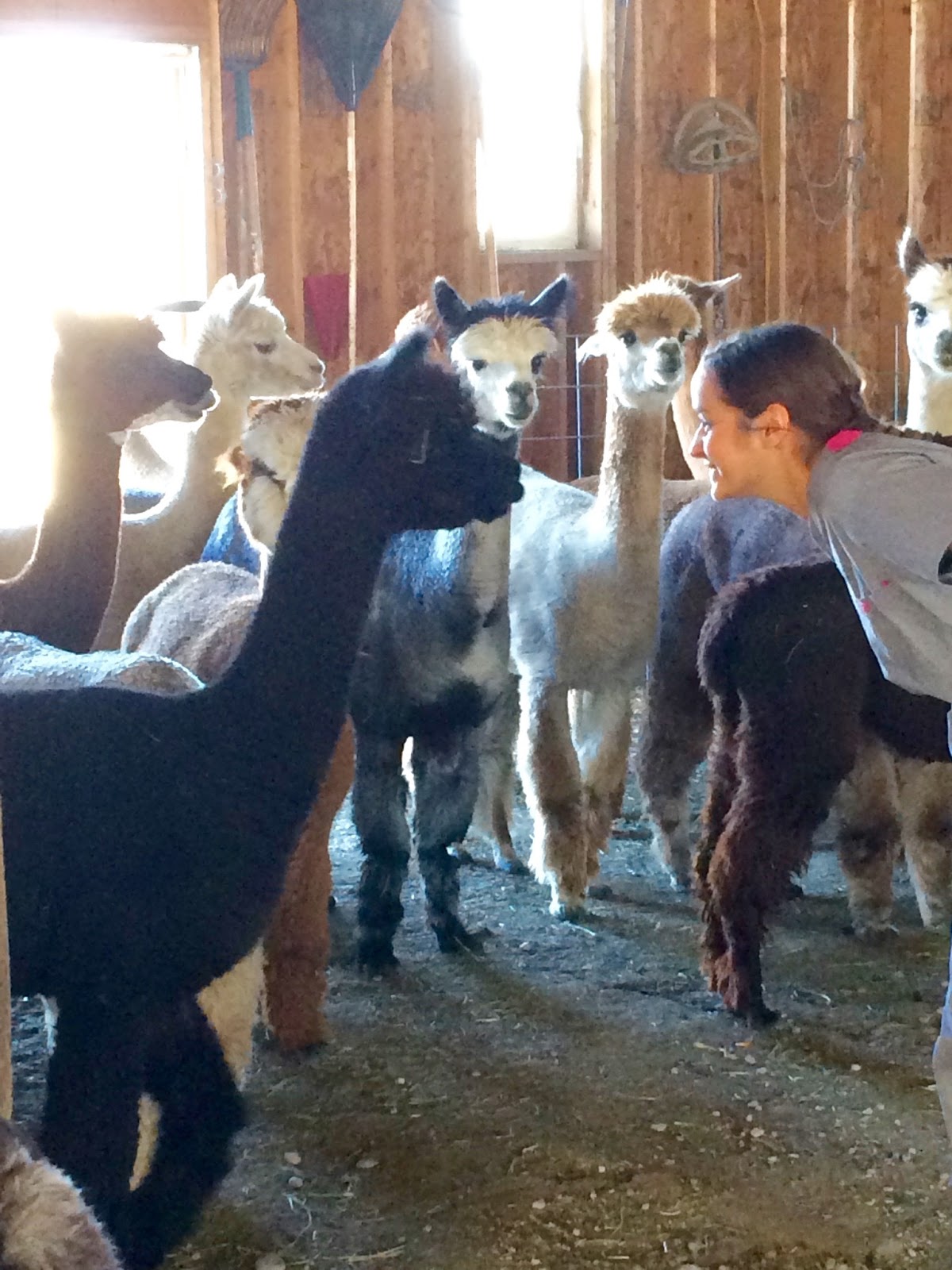 How to Have an Alpaca Farm Visit that Everyone Including You Enjoy