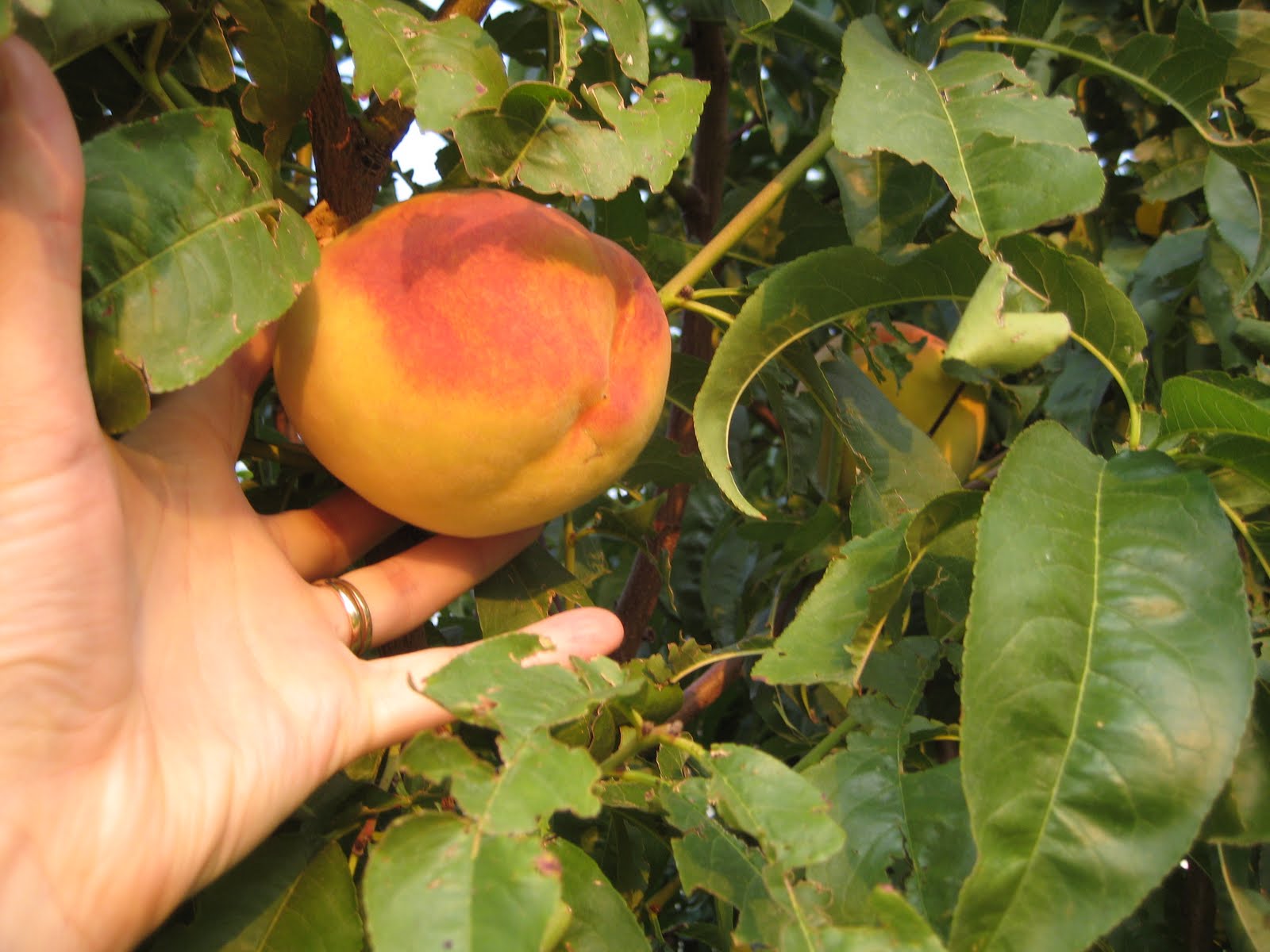 Enjoyingtheharvest Lemon Elberta Peaches