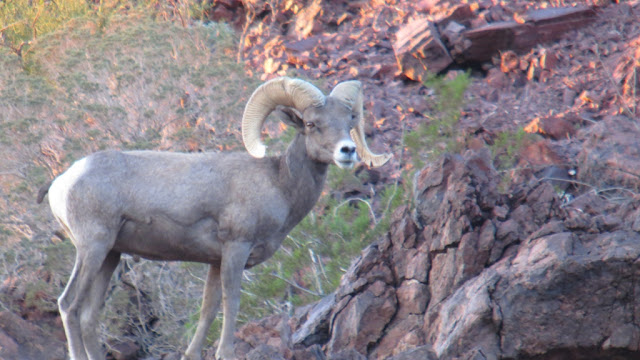AZ+Raffle+Desert+Sheep+Hunt+with+Colburn+and+Scott+Outfitters+picture+5.JPG