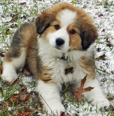 Cute puppy and dog: Top 3 Amazing Cute Pyrenees Puppies