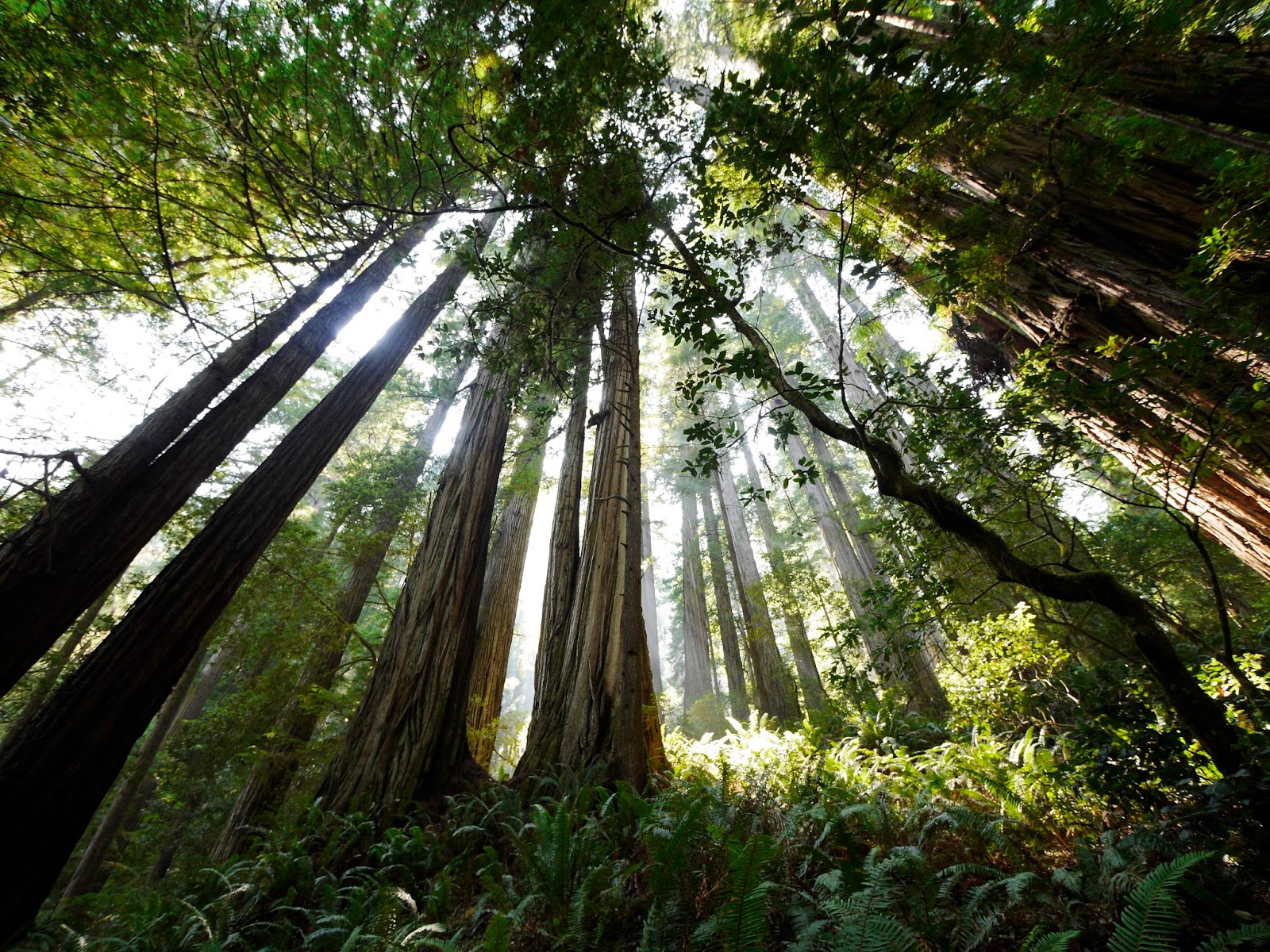 Loomstate !Act Natural! Blog Where the Redwoods Grow