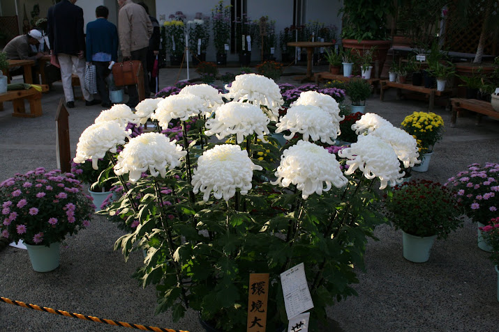 Minister of the Environment Award : Chrysanthemum Exhibition at Toyama Fairy Tale Forest