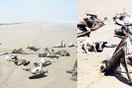 Misteriosa muerte de aves y peces en Perú. Muerte pelicanos Peru