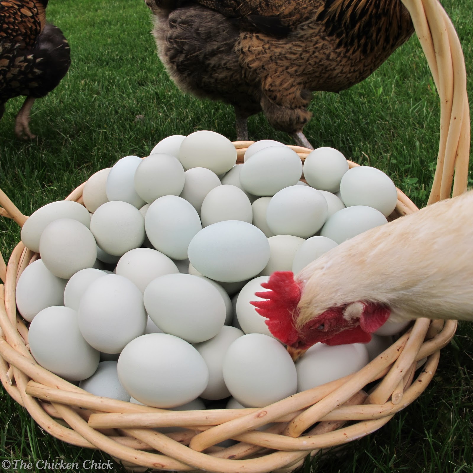 EggEating Chickens How to Break the Habit The Chicken Chick®