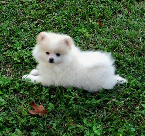 white pomeranian pictures s diary pomeranian white pomeranian pictures s diary pomeranian