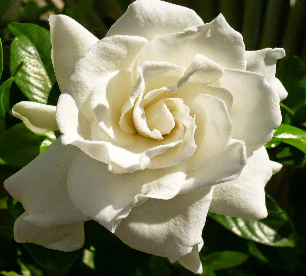 HOW TO TAKE CUTTINGS FROM GARDENIAS The Garden of Eaden