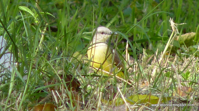 Aves del NOA y algo mas.. Picabuey