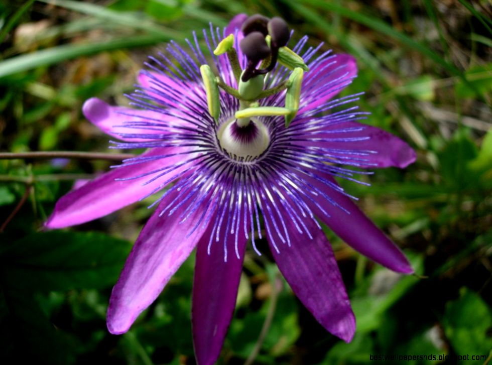 Images of Purple Passion Flower Flower Meanings Pictures and Photos Images of Purple Passion Flower Flower Meanings Pictures and Photos