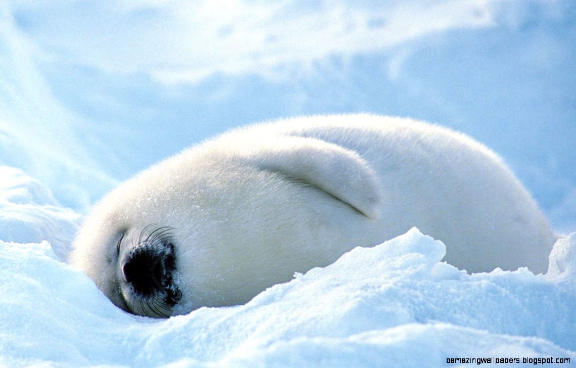 Antarctic Harp Seals Antarctic Harp Seals