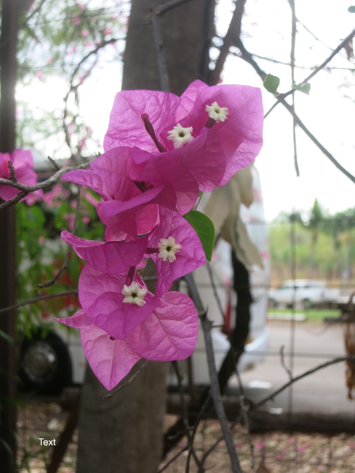 A Wandering Botanist Plant StoryBougainvillea, from Brazil to the World