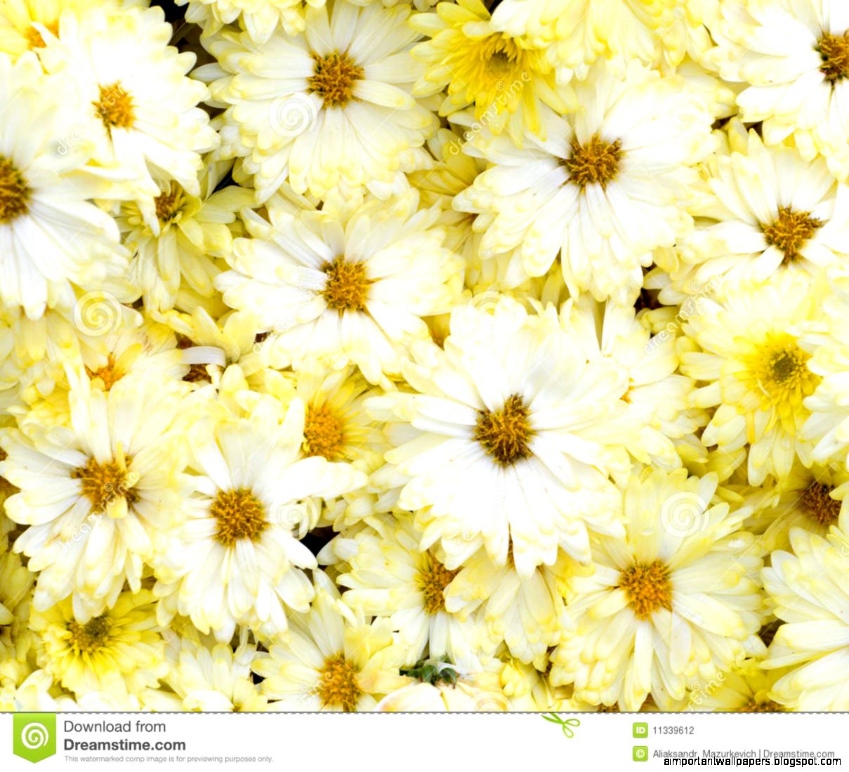 Beautiful White yellow Flowers Stock Photography Image 11339612 Beautiful White yellow Flowers Stock Photography Image 11339612