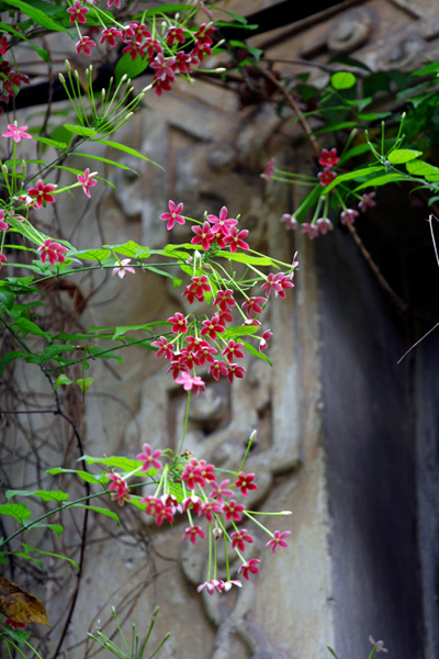 [Image: hoa-su-quan-tu-moc-ben-nha-co-6.JPG]