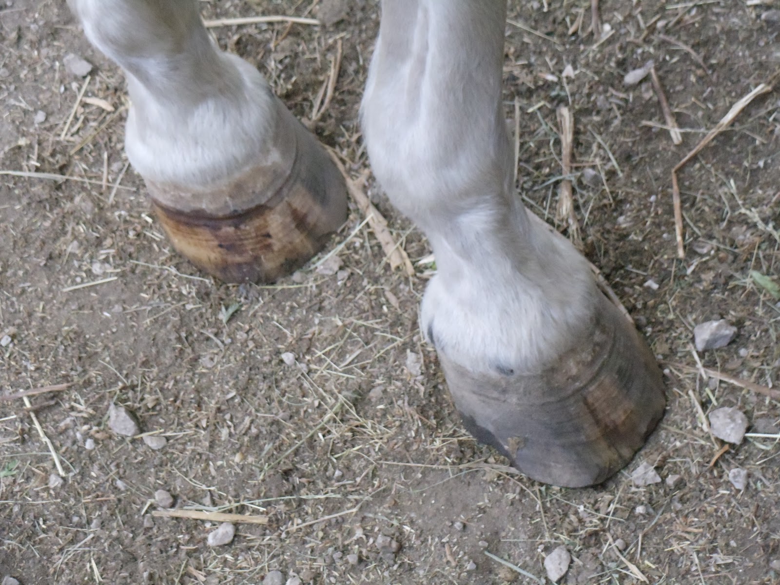 MidWestHorse Blog Horse Hoof Tips In This Horrible Hot Drought!