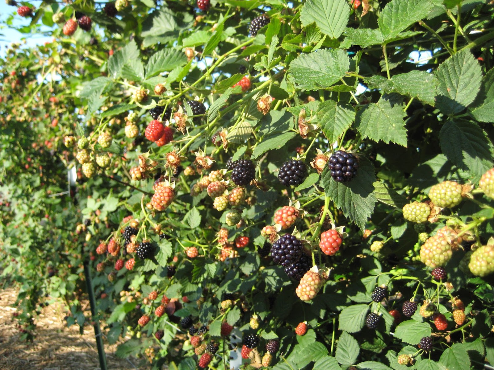 Team Rubus Nursery list for Von blackberry