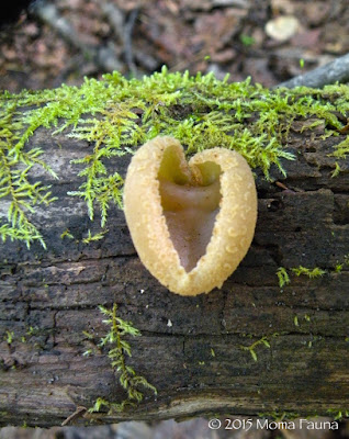 Heart/Yoni/Cup Fungi. 