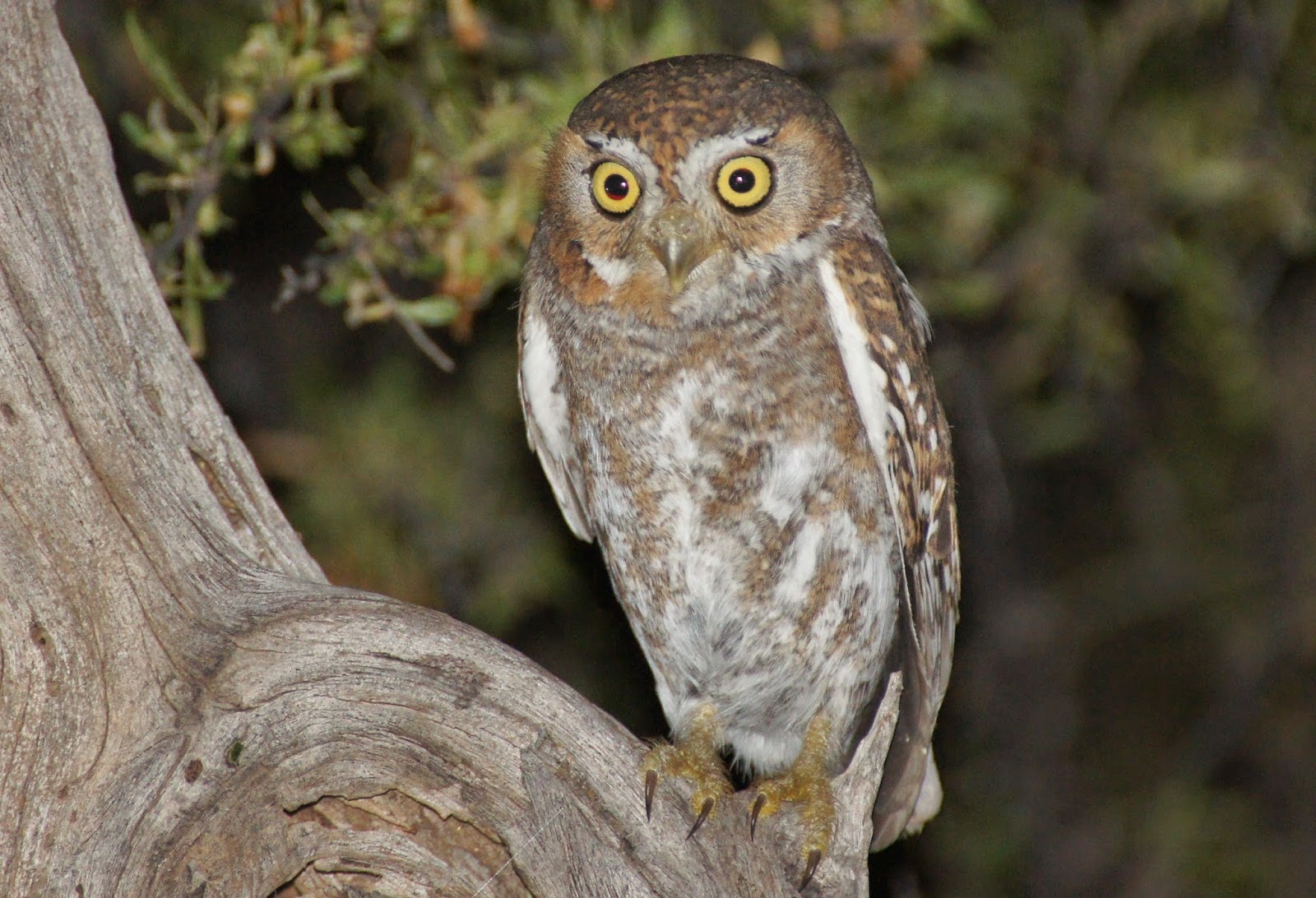 Tommy D's Birding Expeditions Owling Arizona 15 Ways to Better