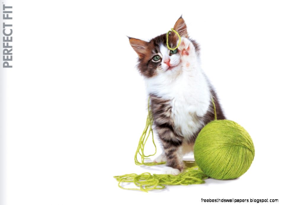 Cat Playing with Yarn Cat Playing with Yarn