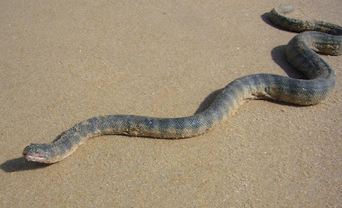 Hook-nosed Sea Snake (Enhydrina schistosa)