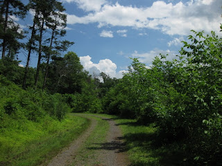 Dirt road leading through the trees, under a blue sky with puffy white clouds.