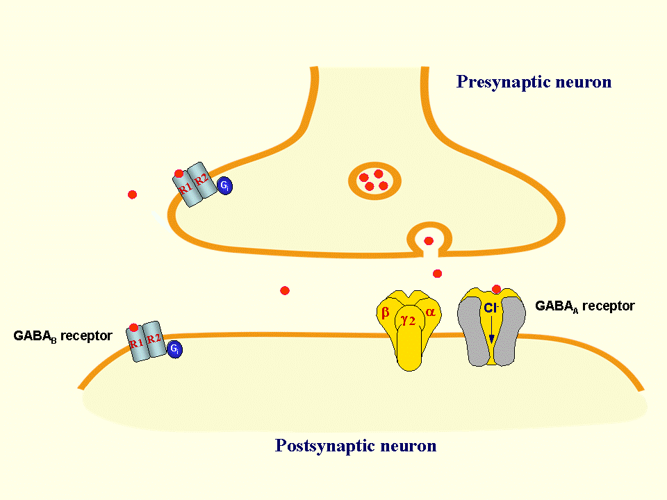 gabapentin gaba b receptor