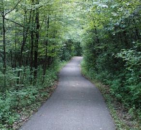 trail going through a tree cover