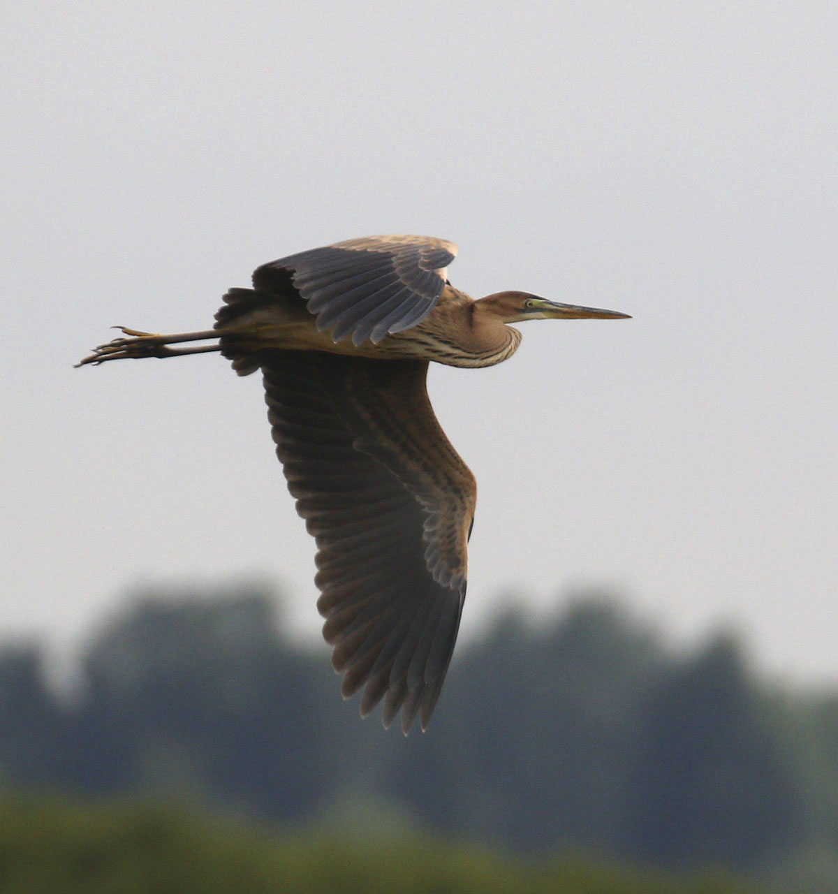 Purple Heron