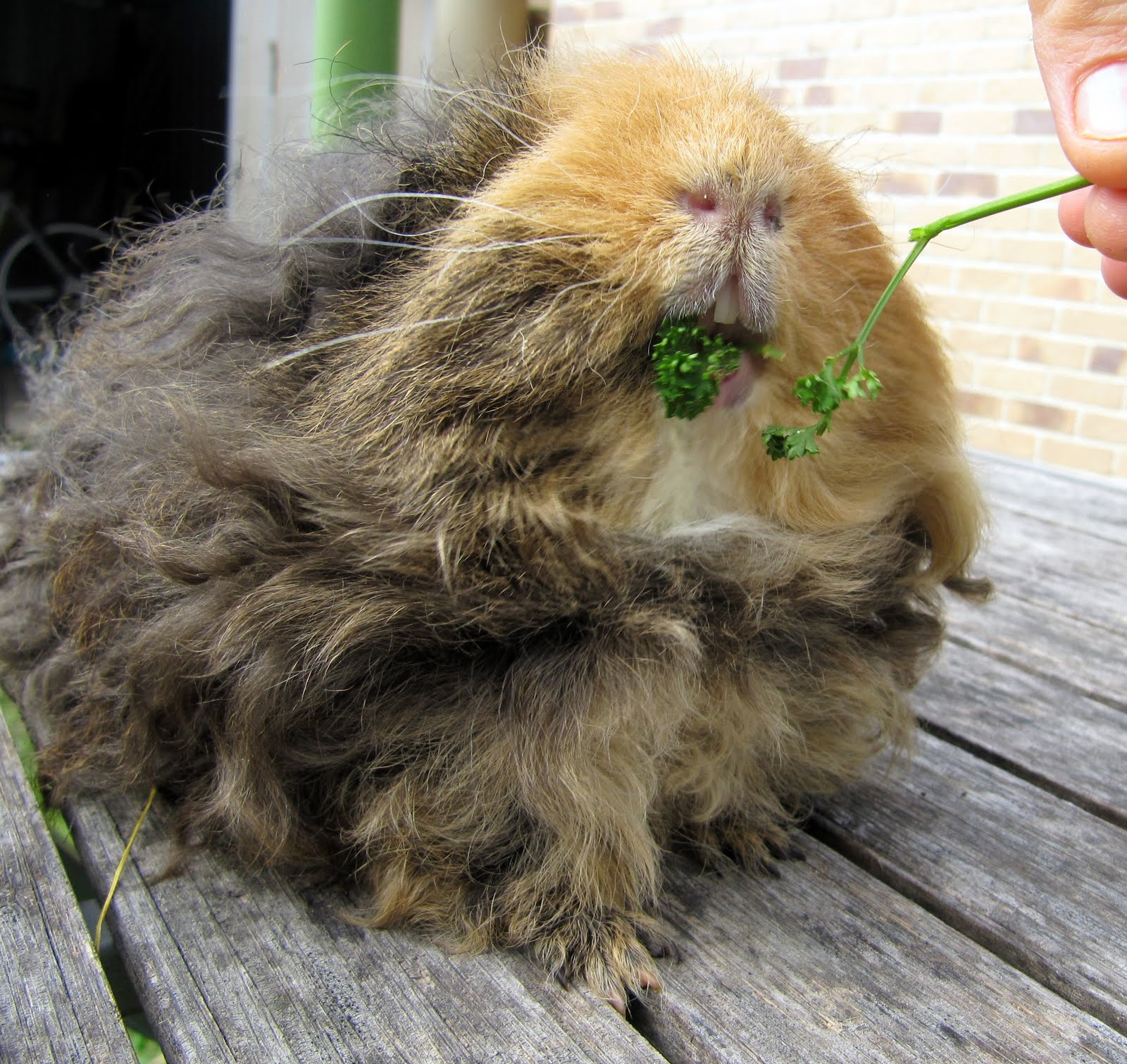 All Things Guinea Pig Home grown parsley