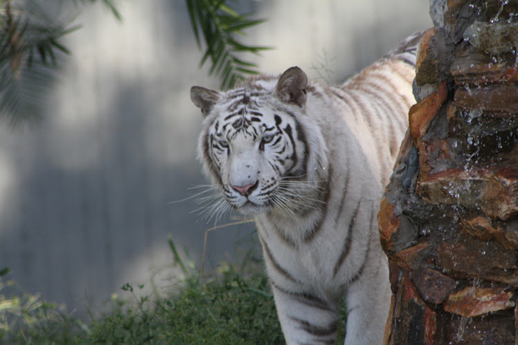 O Tigre branco