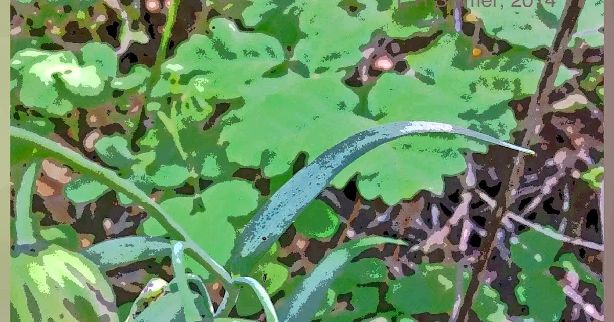 Postcard From California A Checkered Past Edgewood Checker/Chocolate