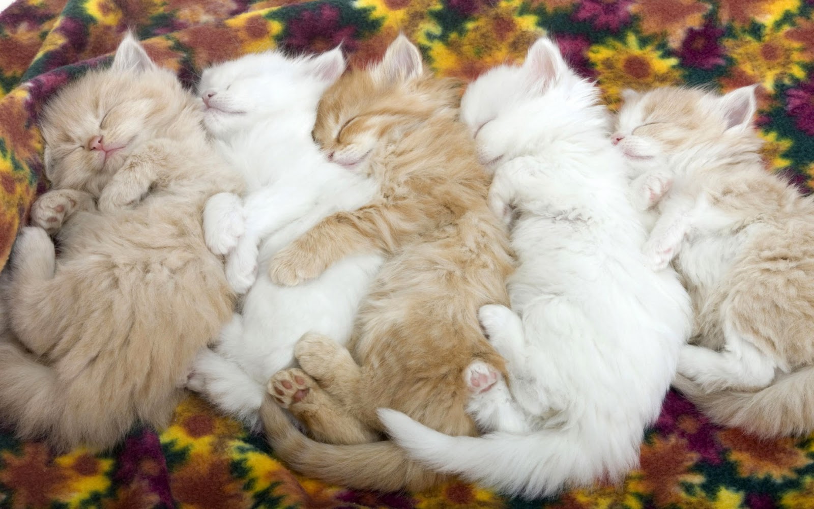 http://3.bp.blogspot.com/-iXEuBHk5vB8/TwwY4wlcMCI/AAAAAAAABRY/OVBgkNIYVew/s1600/cute+cat+wallpaper%250A6.jpg