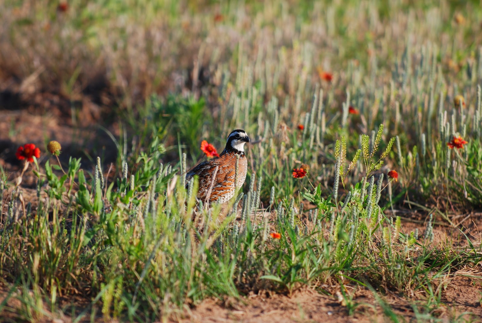Quail's Hollar Farm The Florida Bobwhite Quail