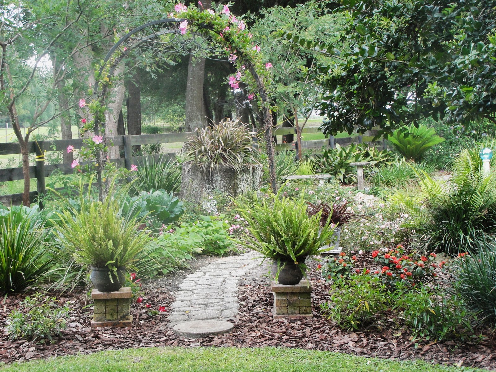 Central Florida Gardener Mandevilla A Mannerly Vine
