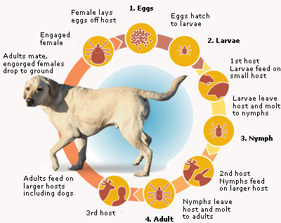 life cycle of a tick