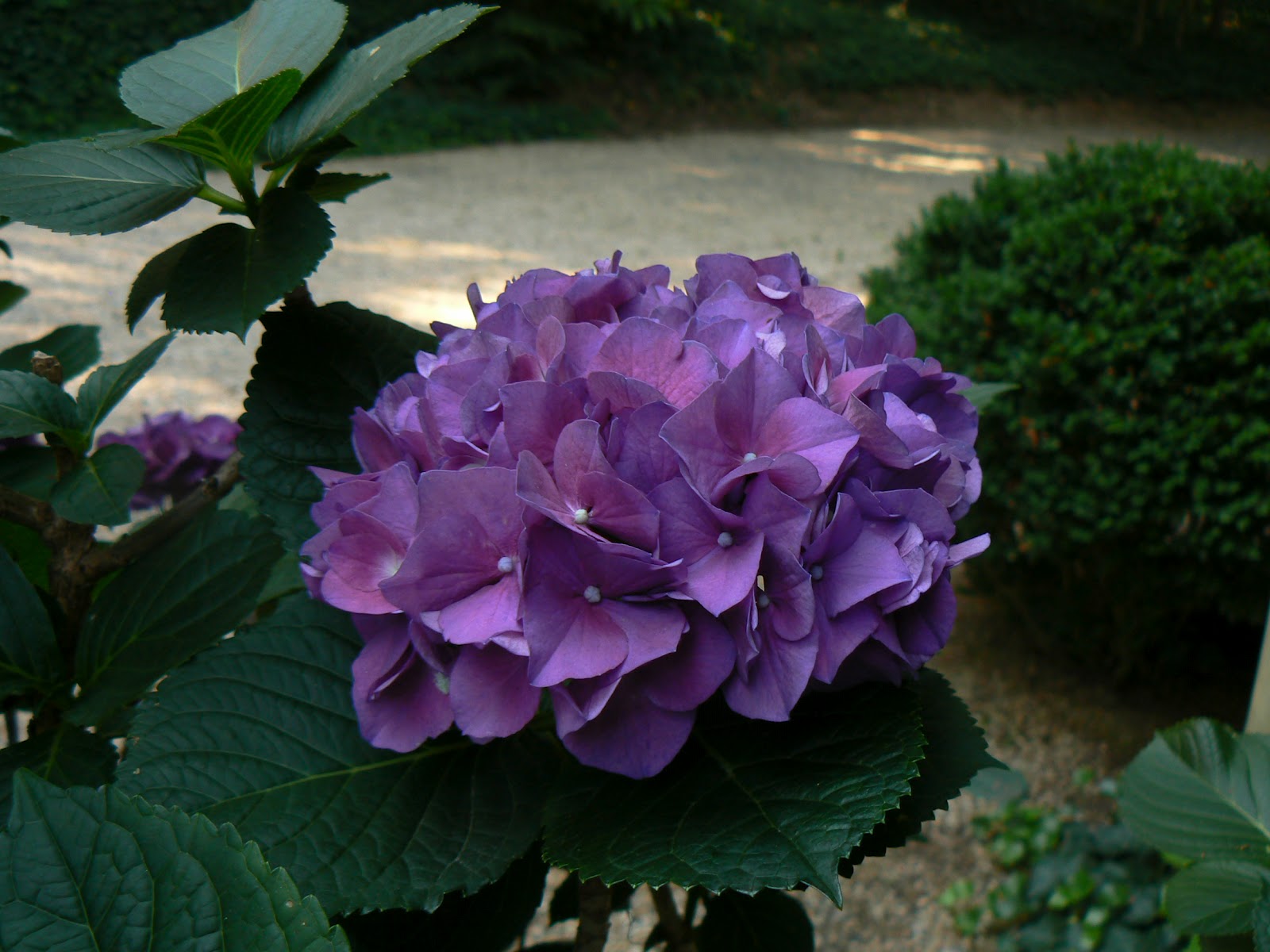 Rapsu Blog Salix Integra Dappled Willow Hakura Nishiki