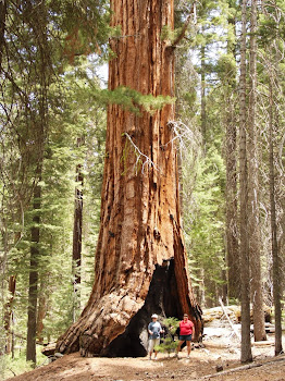 Just another Sequoia and Robin and me in front