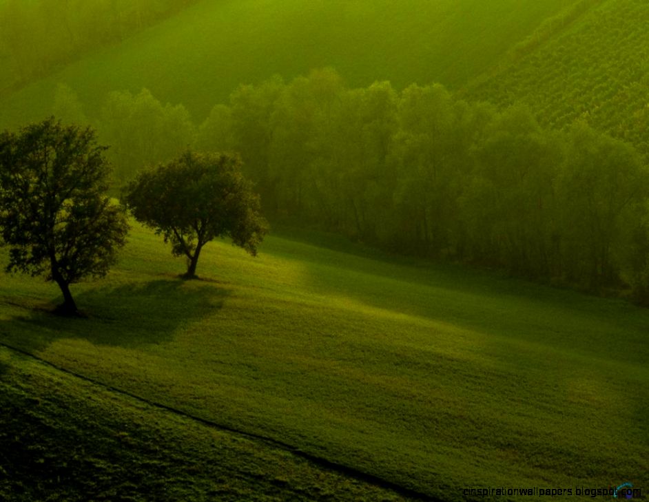 High Quality Grass High Quality Grass