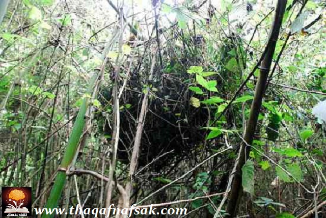 نقره لتكبير أو تصغير الصورة ونقرتين لعرض الصورة في صفحة مستقلة بحجمها الطبيعي