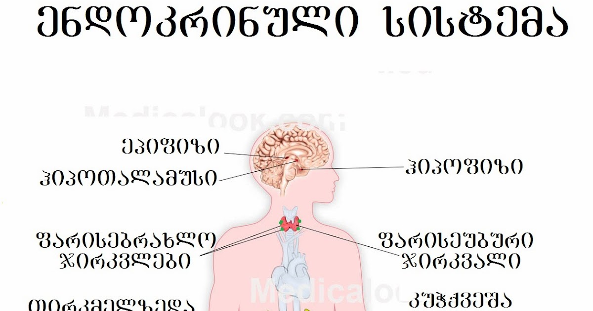 ადამინის ორგანიზმი: ენდოკრინული სისტემა