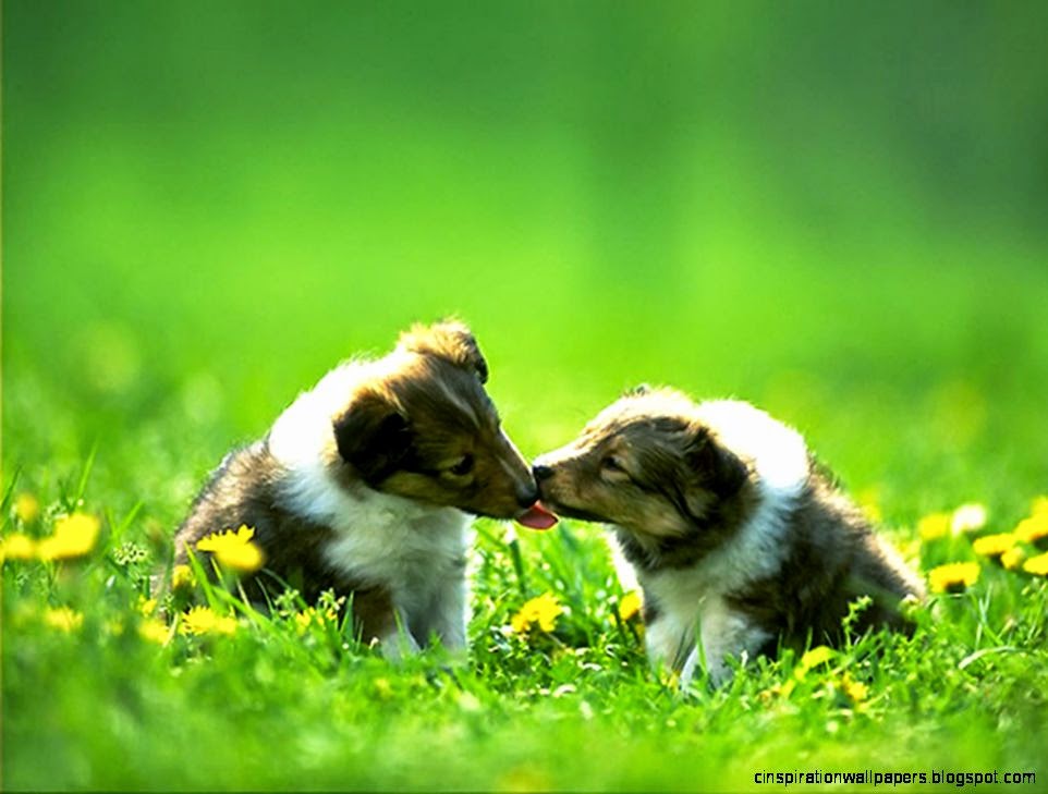 Cute Dogs Kiss Wallpapers Collection Cute Dogs Kiss Wallpapers Collection