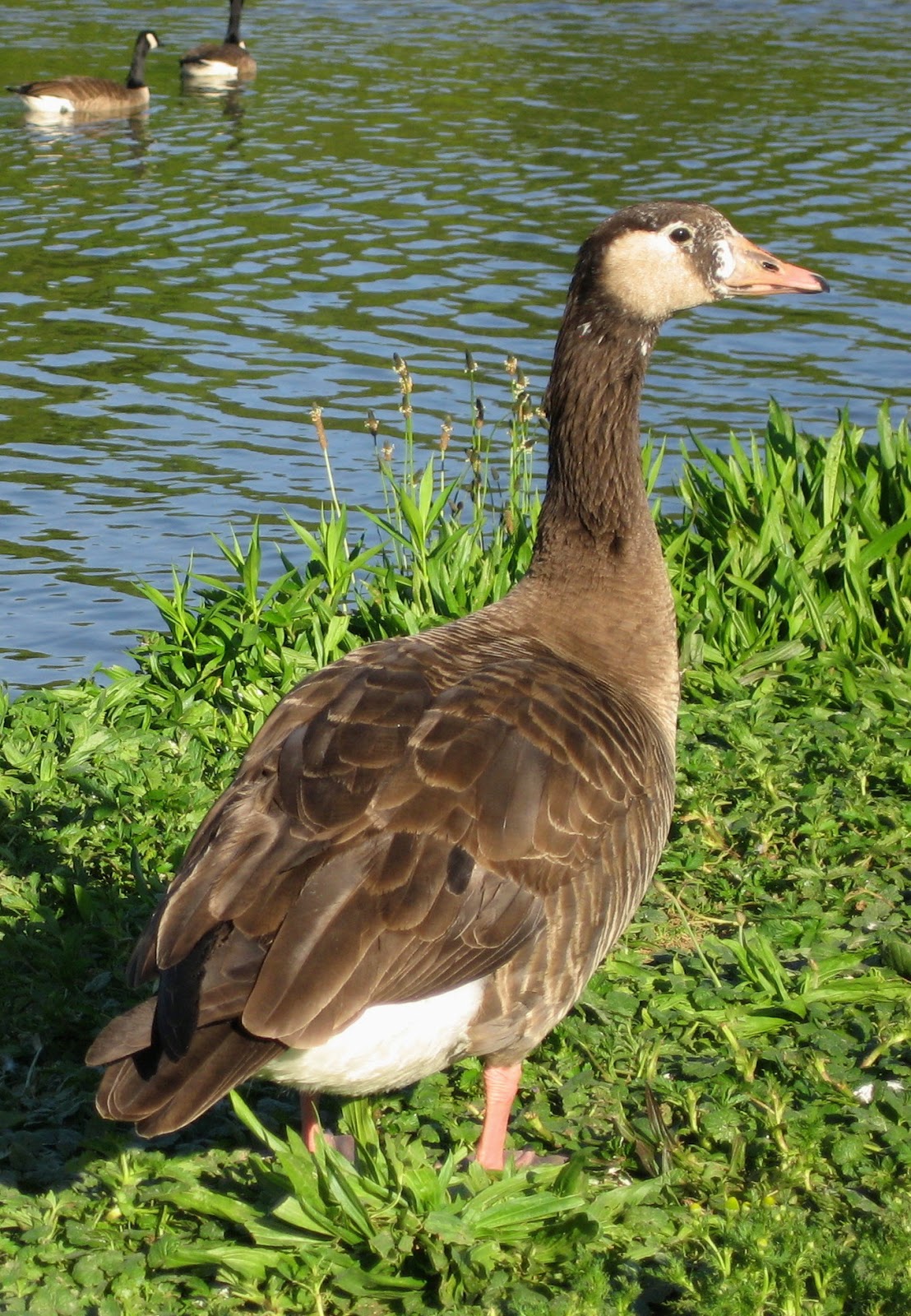 Canada Goose’, Canadian Goose, pair of Geese, brown tan black green