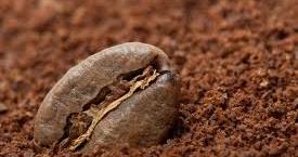 The Redeemed Gardener: Save Those Coffee Grounds for the Garden!