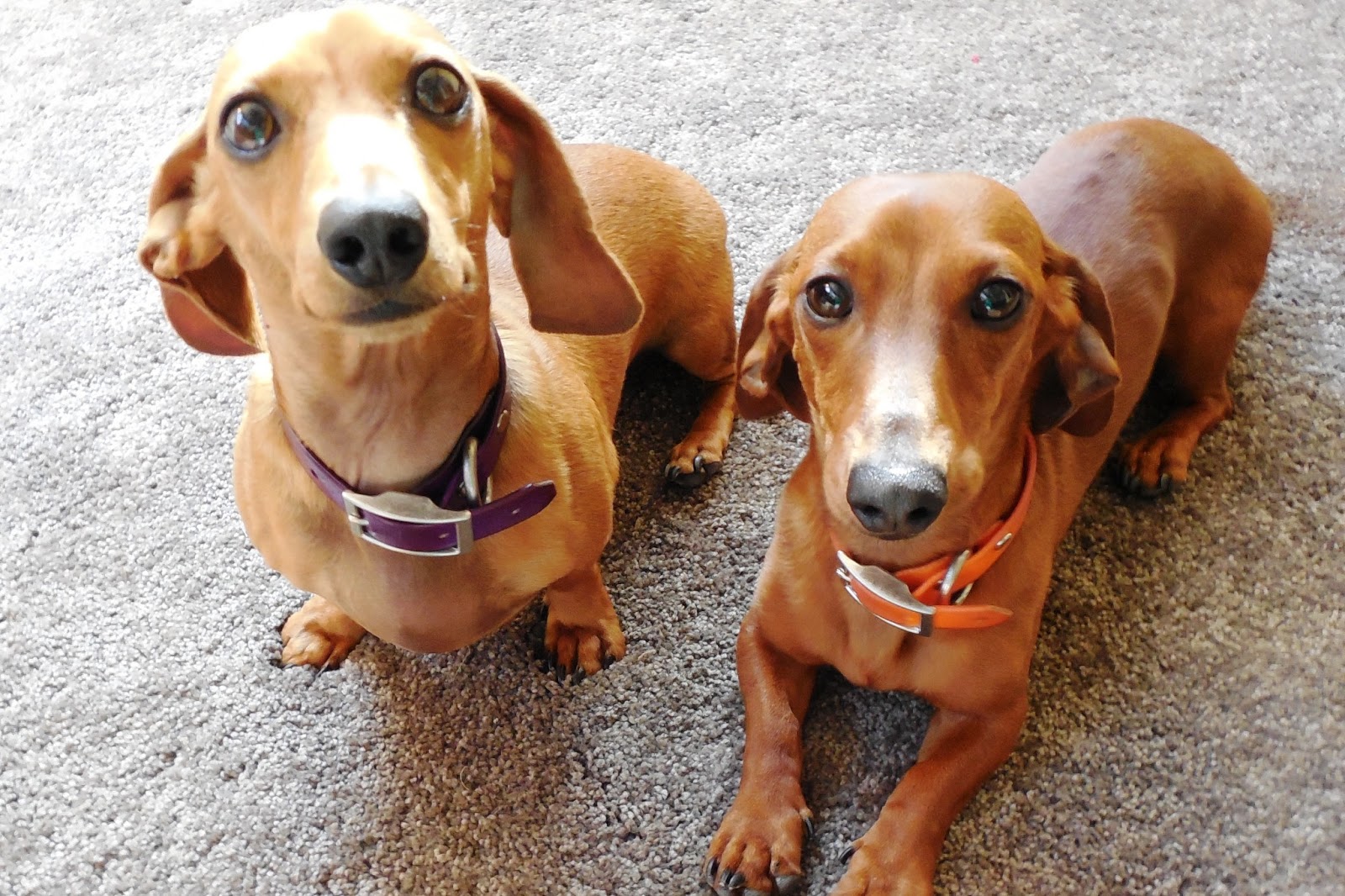 Dachshunds are Hilarious The Nutritionist Reviews