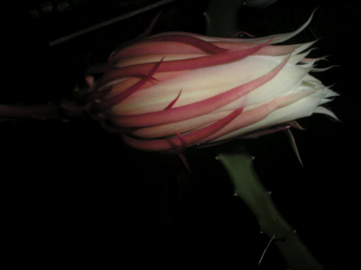 cactus orquídea epiphyllum dama da noie branca